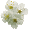 Kirschblüte